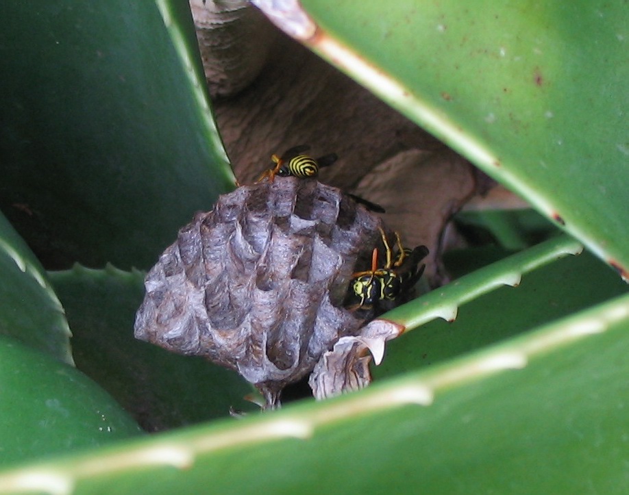 Polistes dominulus